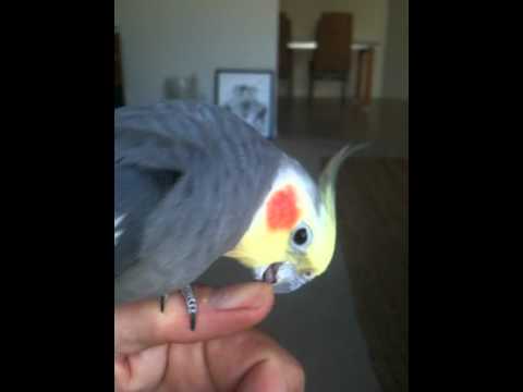 Cockatiel manicure...Nail trimming - YouTube