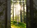 Healing｜Gentle Birdsong and Wind in a Sunlit Forest (1h) #Shorts #ASMR #Cleansing