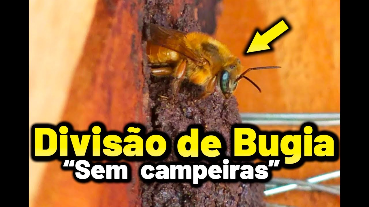 Divisão de Bugia sem campeiras | Abelha Uruçu amarela Melipona mondury
