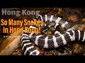 Snakes Everywhere in Hong Kong!