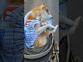 【お散歩ライブ】夕焼け散歩 (2026/05/16)