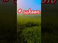 #villagelife #sukoon #freshair