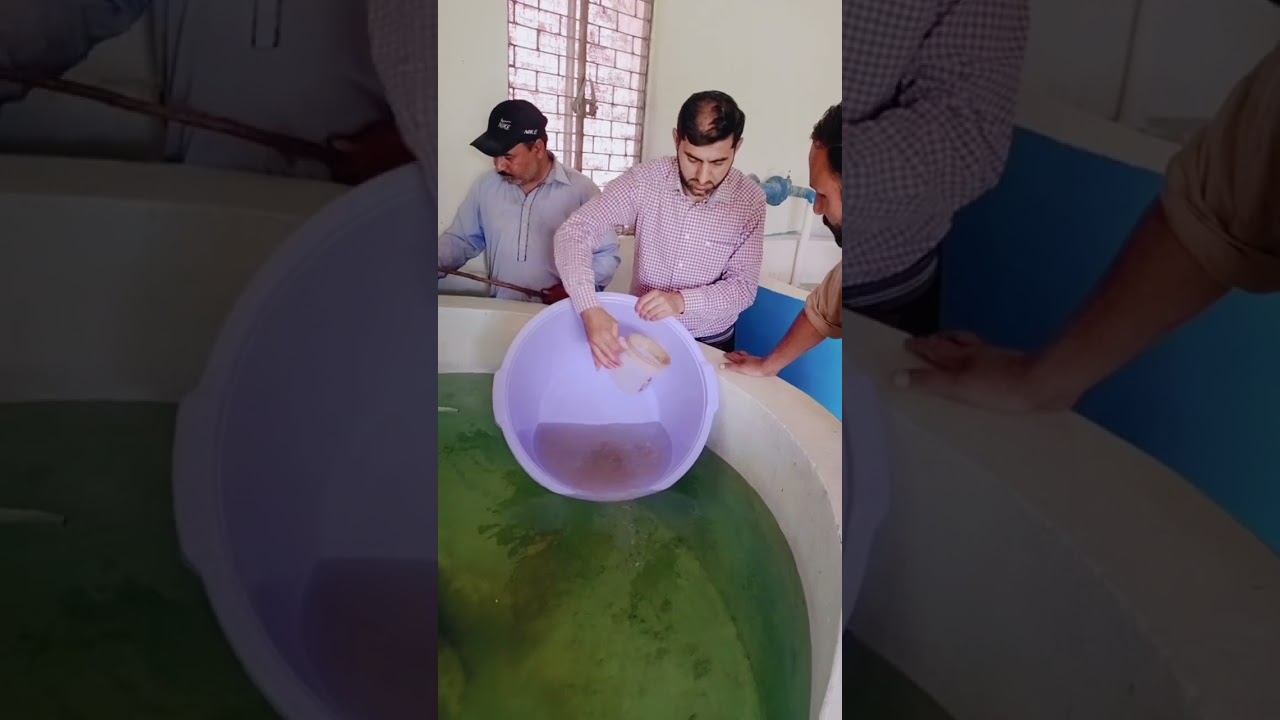 how fertilized eggs of fish are used in circular tanks for hatching? 