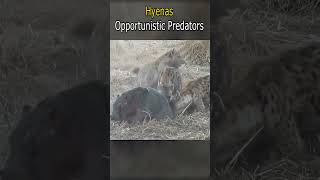 Hyenas: Opportunistic Predators