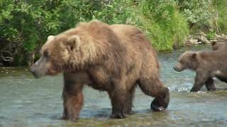 Mother Bear Fishing Gets Close To People, RARE peaceful bear encounter Full Video by Grizzly Alaska 2,905 views 11 months ago 2 minutes, 20 seconds