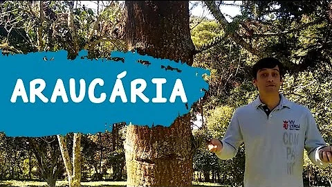 Como identificar a idade de uma araucária?