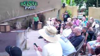 Arctic Wolf vs. Tourists Howl