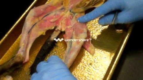 A/P LAB 1 (CAT MUSCLE DISSECTION)