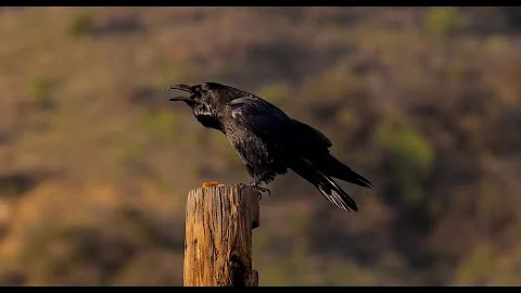 Male raven making different calls