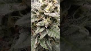 64days ODIN GOD FRUIT 🍇#growlife # #weedlife #hightime /😎💪🔥 WAR GROW OFF