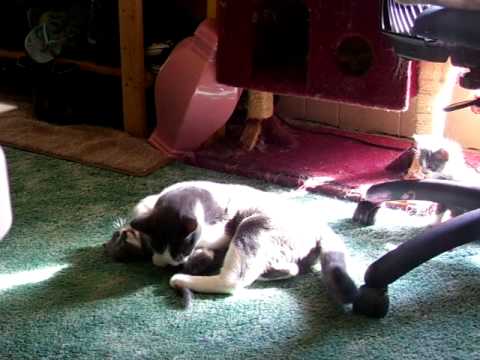 Kittens at Play 03.MOV