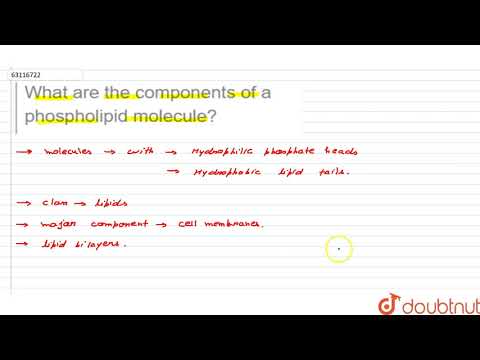 تصویری: اجزای یک مولکول فسفولیپید چیست؟