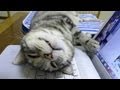 PCの上でフリーダムすぎる猫