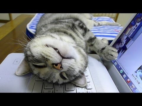 PCの上でフリーダム…