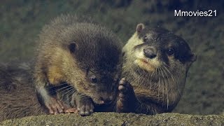 ねむねむカワウソ＆ホッケを食べる~Small-clawed otterｓ
