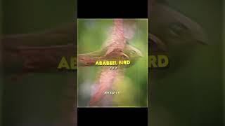 Download Lagu Ababil Bird MP3