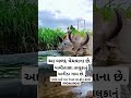 બળદ વેચવાના છે #બળદવેચવાનાછે #બળદ #ox #viralvideo #short