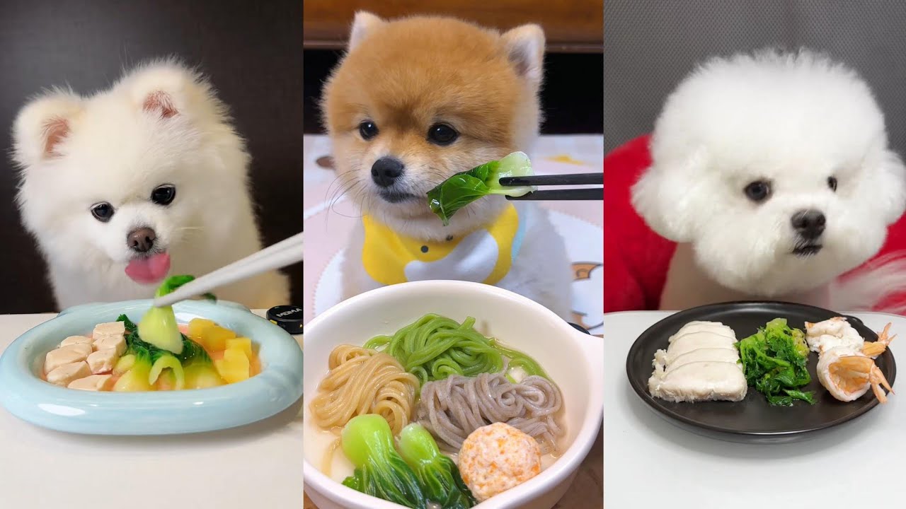 Three Fluffy Foodies Enjoy a Relaxing Meal | Chicken, Noodles & Shrimp | Dog Mukbang 