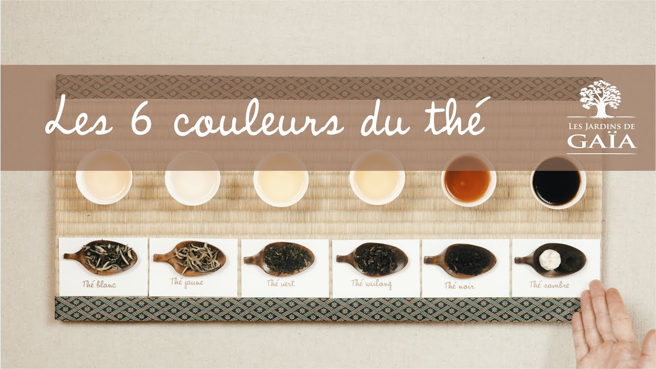 Les 6 couleurs du thé : tout ce que vous devez savoir 🍵