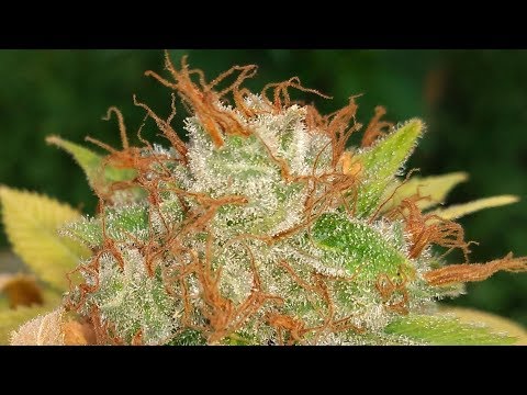 Hawiian Diamond Pre Harvest End of Week 8