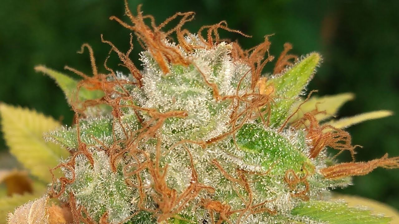 Hawiian Diamond Pre Harvest End of Week 8