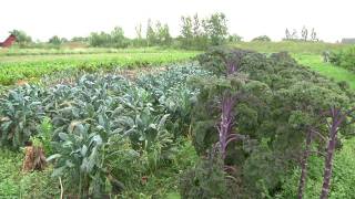 @localfoodwisdom: Locavore Dinner at StarGrazer Cafe in Grayslake, Illinois