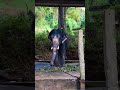 Elephant ,konni elephant reserve 9years old  Krishna .#elephant #keralaelephant #youtubeshorts