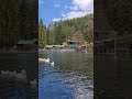 #velingrad #duck #travel #lake  #bulgaria