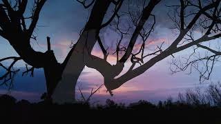 Dancing Shadows : A scenic sunset with nature’s silent poetry.