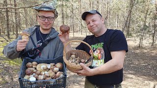 14 мая 2024 - БОРОВИКИ - белые грибы сосновые. Беларусь, Минская область.