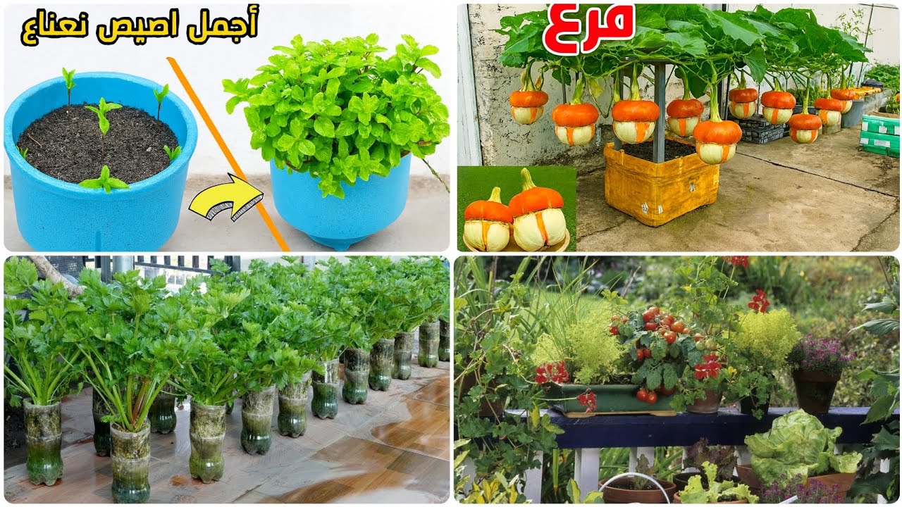 سرّ زراعة 4 نباتات في المنزل 🏡🥰 الكرافس، القرع، القزبر، والنعناع🍀🍐🍅🧺 #دليل_المبتدئين