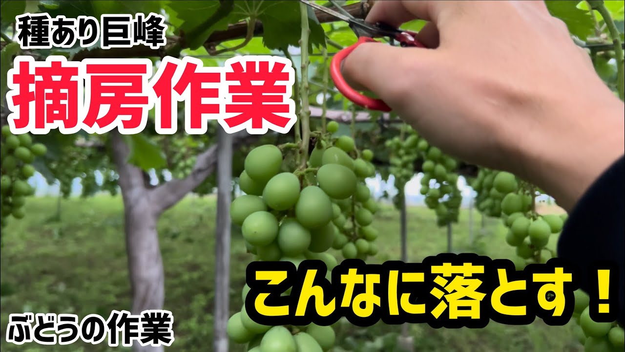 「ぶどうの作業」こんなに落とす！？種あり巨峰の摘房作業