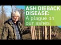 Ash Dieback and Its Impact on Ash Trees