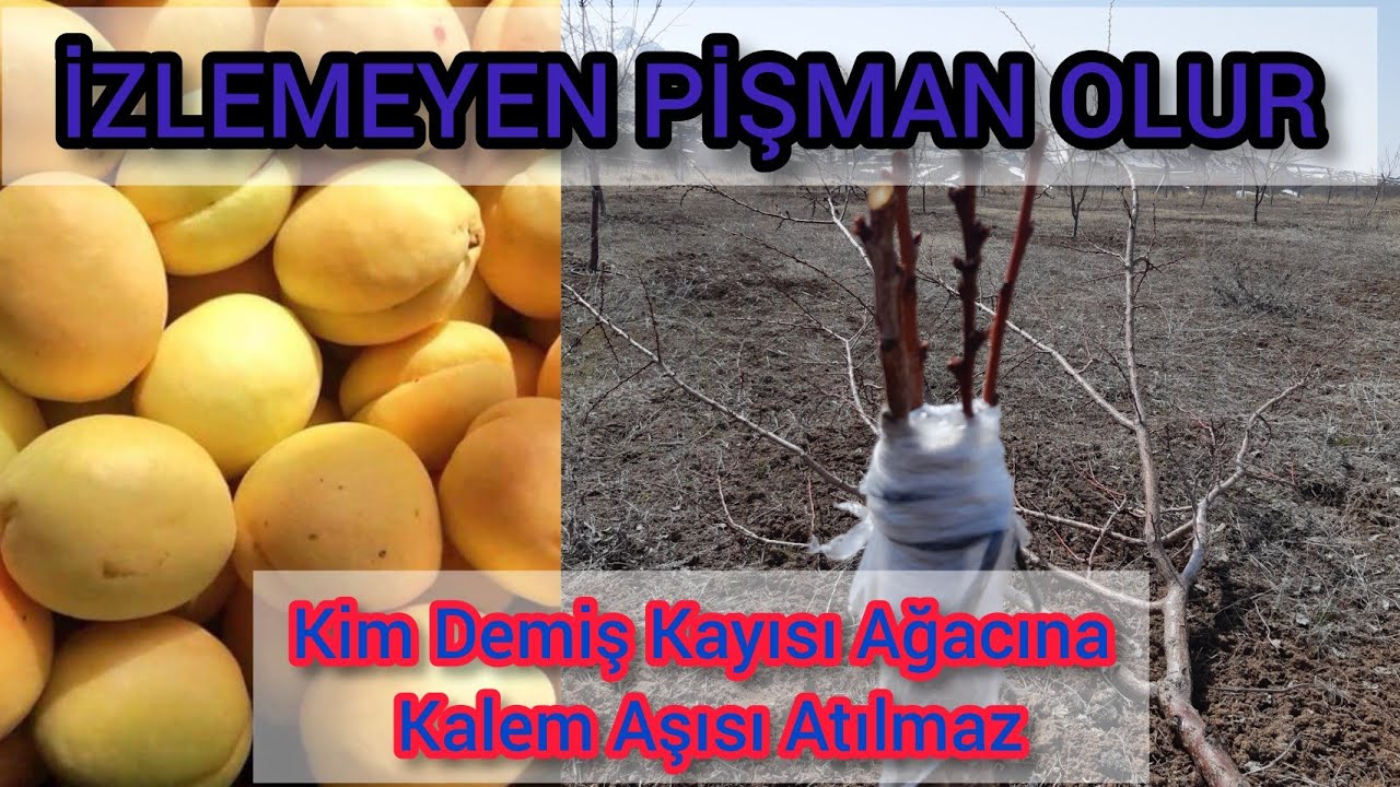 KAYISI AĞACINA KALEM AŞISI OLMAZ DİYENLERE GELSİN👍 KAYISI AĞACINA MÜKEMMEL BİR AŞI 🌱ZİRAAT MÜHENDİSİ