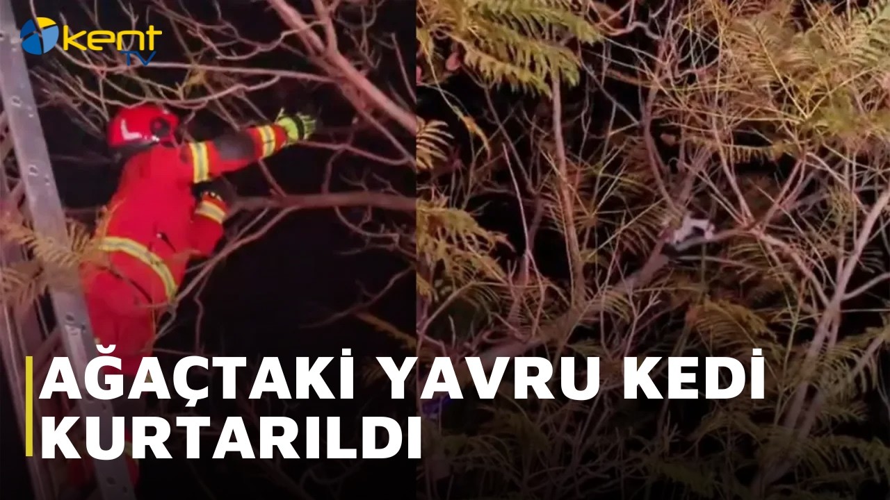 AĞAÇTAKİ YAVRU KEDİ KURTARILDI