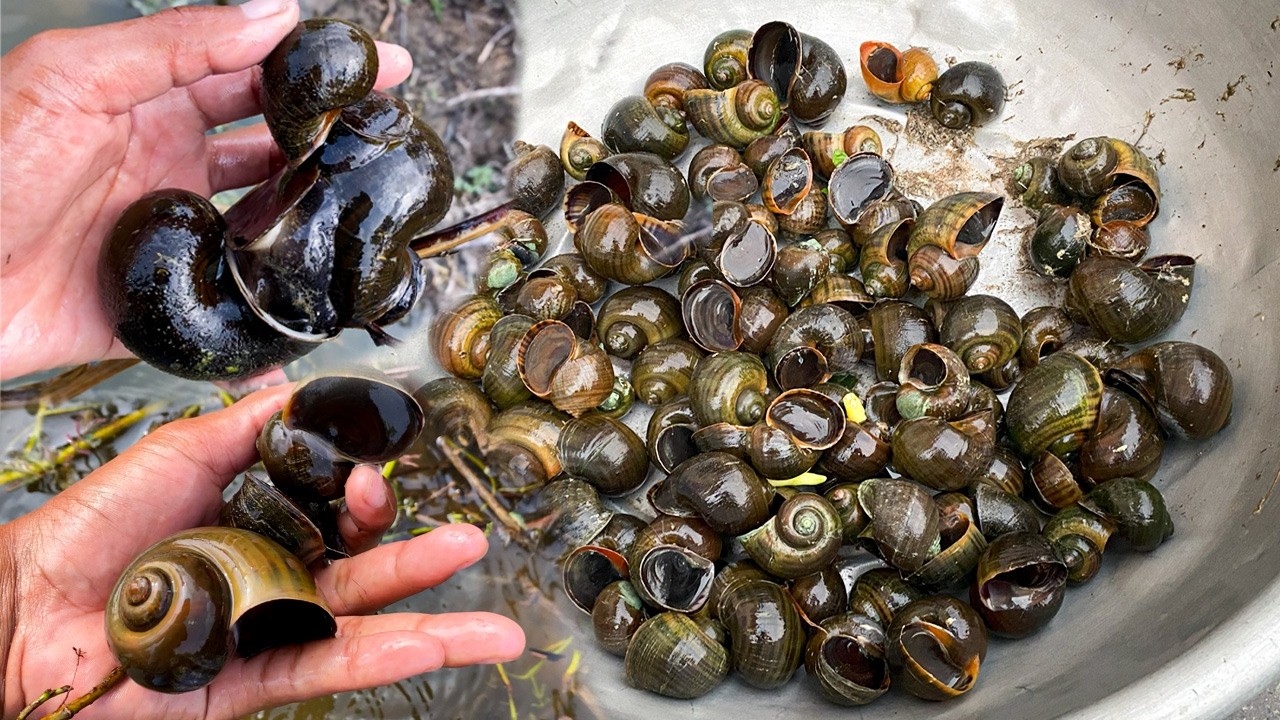 Catching some snails and  egg in well.