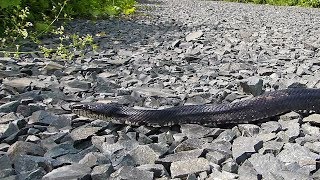Black Rat Snake