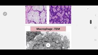 د.موافي عملي الهستولوجي (كلية الصيدلة - جامعة الملك سلمان) Practial of Histology