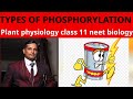 12.Types of phosphorylation during photosynthesis and respiration in plants. class11plant physiology