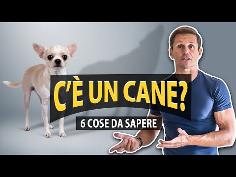 Video: Perché avere cani in ufficio è una situazione vincente per tutti