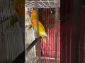 তারা একটু আতংকে আছে #nurvlogs242 #parrot #parrotlover #birds