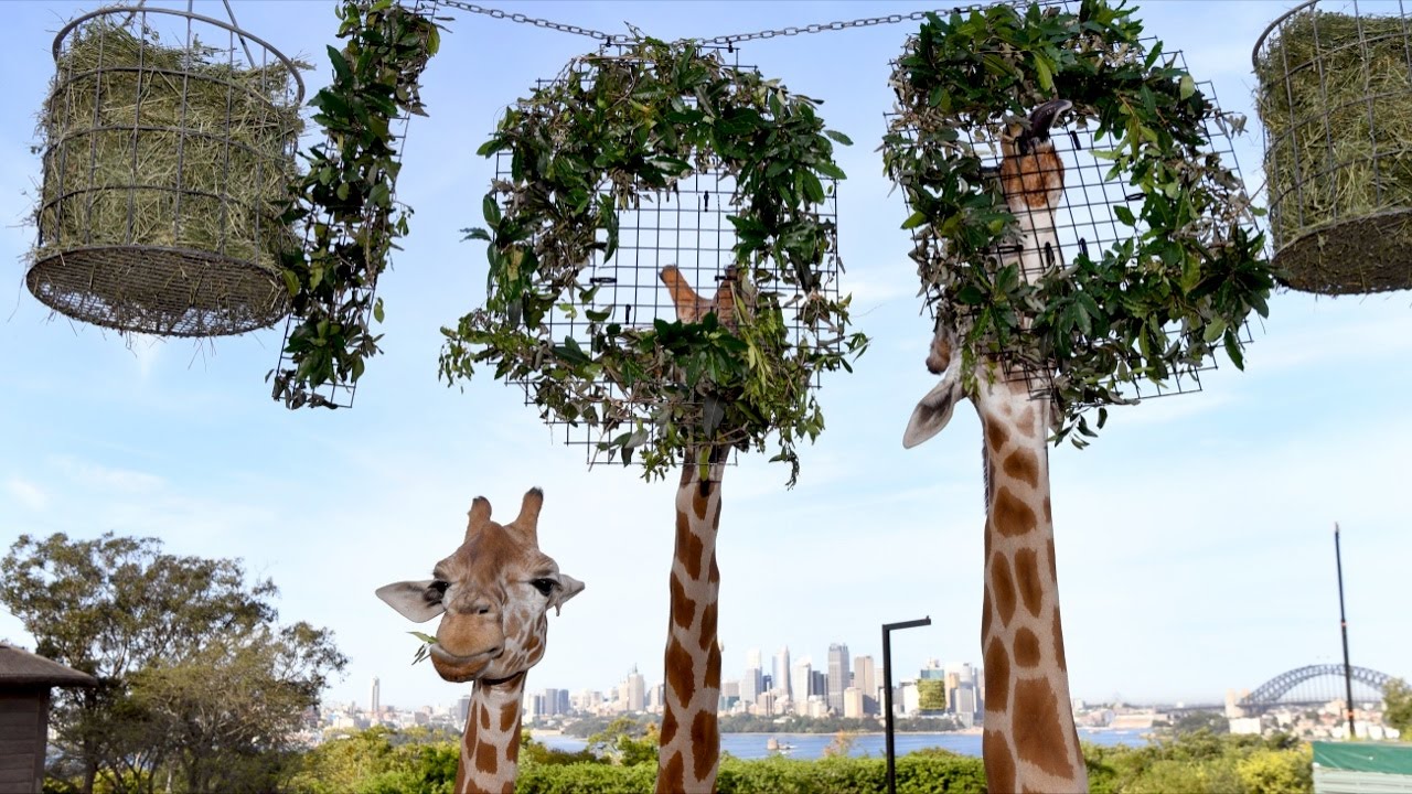 Зоопарк таронга Зоопарк таронга