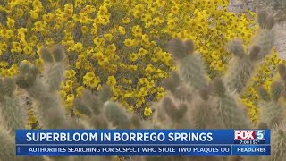 Superbloom In Borrego Springs
