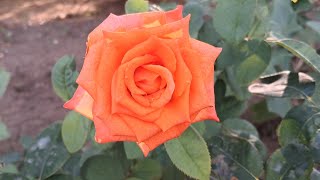 Beautiful Rose Garden 🌹 | Colorful Blooming Roses | Flowers & Nature Beauty Guide