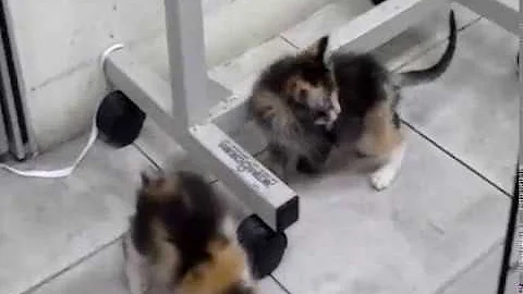 Video 535591: persian cross kittens, persian kitten adoption, beautiful persian kitten, kittens cute fight playing, litter mates, adoptable pet