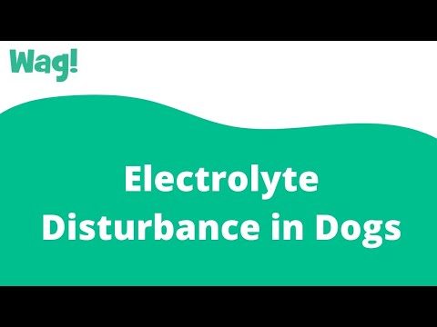 वीडियो: कुत्तों में इलेक्ट्रोलाइट गड़बड़ी