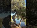Australian tea tree (gaudium laevigatum) #teatree