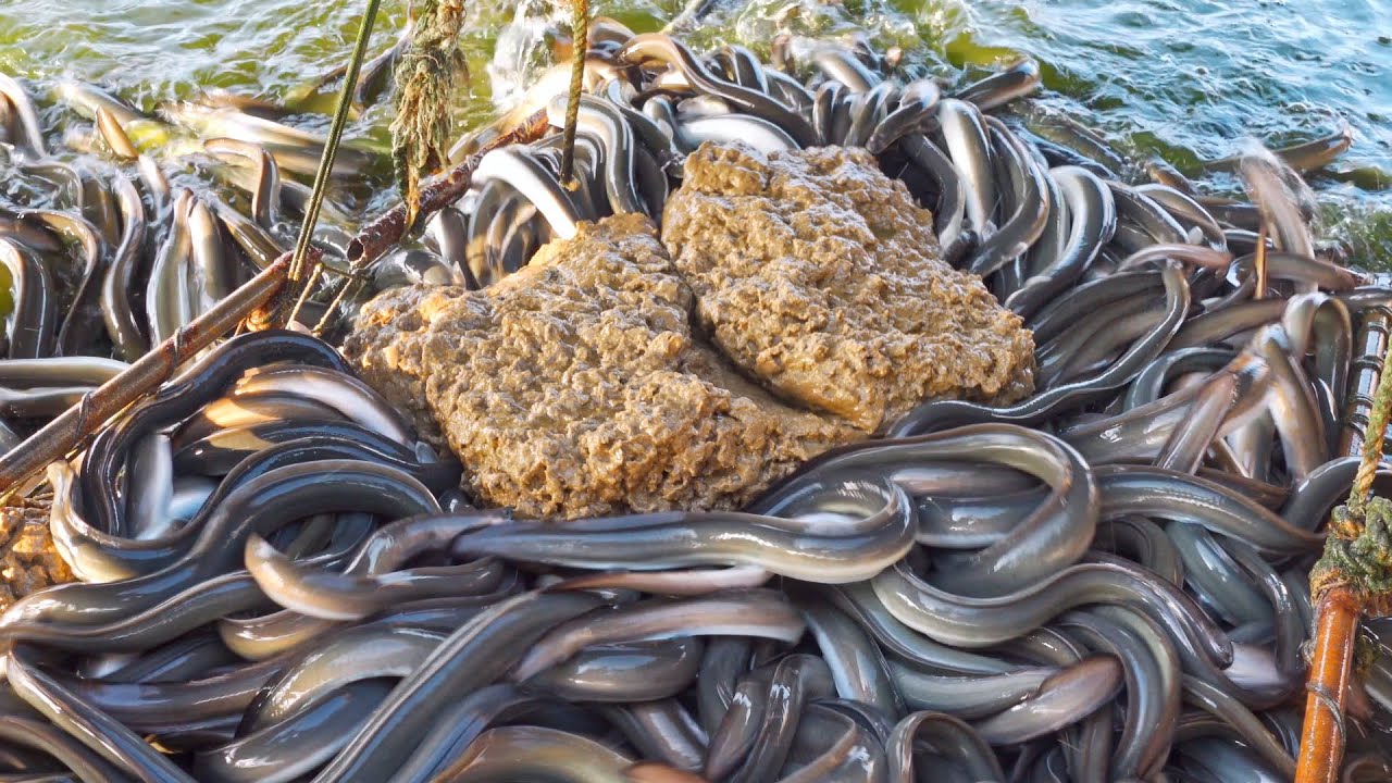 Large Amount Eel Feeding and Catching, Grilled Eel / 驚奇的鰻魚餵食！鰻魚捕撈, 碳烤鰻魚飯