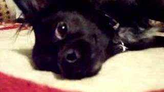 My Black Long Haired Hair Chihuahua...BOOBOO PART 1
