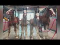 Four new baby clydesdales born at anheuserbusch ranch